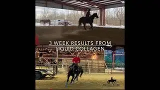 Equine Liquid Collagen Results