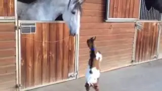 Baby goat tries to head-butt adult horse