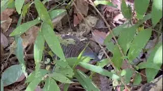 Crypturelus variegatus (inhambu anhang&aacute; ) chocando. Se inscrevam para dar for&ccedil;ar no canal.