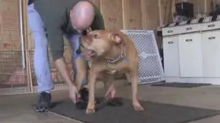 Paraplegic dog