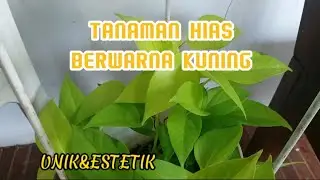 10 Jenis Tanaman Hias bermotif daun warna kuning wajib punya #tanamanhits #kuning