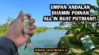 UMPAN ALL IN UNTUK SEMESTA!! GACOR!! Mancing wader dan lukas di spot Eropa pakai teknik kumbul