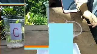 Percobaan Faktor Luas Permukaan Laju Reaksi | XI MIPA 1 | SMAN 4 CIBINONG | Kel 6 Kimia | Nike Y A