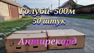 Голуби 500 м антирекорд