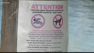 What to do if you see an algae bloom in the water this summer