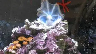 SueNami - Octopus Briareus  Grooming Behavior Initiated by Stress