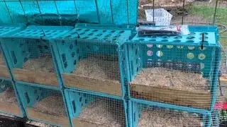 Nesting Boxes Setup | Chickens Are Laying -Right In Front of ME | Slugs & Peppers | Sbeck Traditions