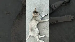 Cat Sound Effect ll Billi ke videos ll #shorts