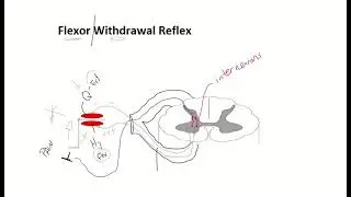 Somatic Reflexes