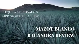 Mazot Blanco Bacanora Review
