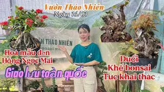 16/01 Giao lưu: Túc/Duối khai thác, Hồng Ngọc Mai, Khế bonsai, Tùng đọt đỏ, Mẫu đơn đỏ #lh0393689271