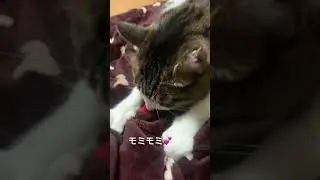 モミモミ💕#shorts #cat #ねこ