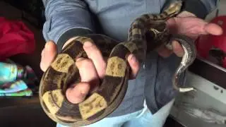 I SERPENTI DI LUIGI BOA CONSTRICTOR IMPERATOR MOTLEY