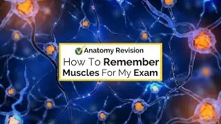 How to remember the muscles for your Level 3 anatomy and physiology exam