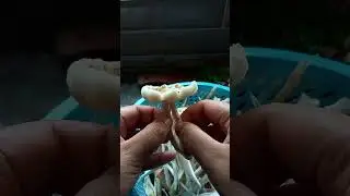 Memasak hasil mencari jamur liar