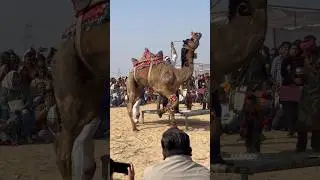 camel festival, Gouri sharma vlog #gourisharmavlog #gourisharmareel #minivlog