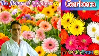 I have told some care and tips about Gerbera flower plant for you all #subscribe #share