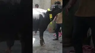 before buffalo cutting  | export butcher doing for work processing