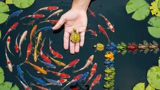 Hidden Under Rice Roots! POV Catching Tiny Colorful Wildlife