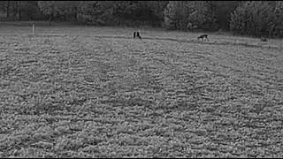 2025 11 11 Doe Harvest