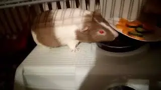 Merisiga Suslik: Sünnipäev! (Suslik the Guinea Pig: Birthday!)