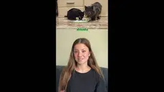Stop Vomiting After Meals 🐾Lick Mat Hack for Cats #PrimeBuddyPets #petlovers #dogshorts #catvideos