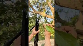 GAMO WISPER X & AIRGUN #airgunhunting #airgun