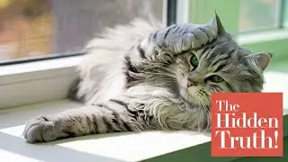 The Hidden Truth Behind Your Cats Sleeping Habits!