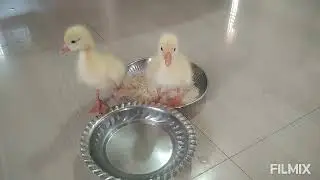 Baby ducks favorite food,ducklings,first food after hatching/day 4