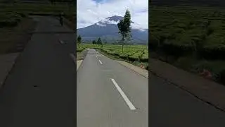 KAYU ARO | Kebun Teh Di Kaki Gunung Kerinci