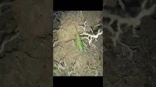Insect Mating #short #wild #animal #exploration