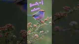 🌼Beauty of Nature🌼🌿  #itnanamujhsetupyaarbadha.. #song#trending#nature #birds#shortsfeed #shorts💚🤍💚
