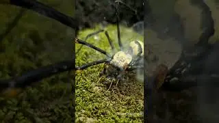 Shocking - Bombardier beetle sprays chemical bomb on striped spider😱 #bombardier #spider