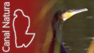Cormor&aacute;n grande (Phalacrocorax carbo) Great Cormorant 4K