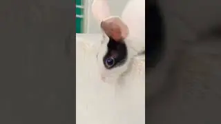 Funny Shorts | Baby Bunny 🐰 | Rabbit Baby #shorts #bunny