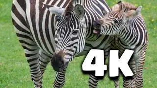 Best Wildlife Sightings