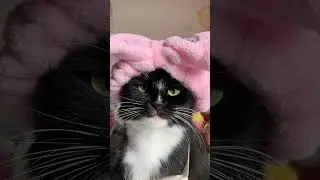 Интересно сколько у меня фота моих пушистых друзей🤔