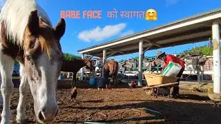 Morning at the Stable &mdash; Feeding Horses & Daily Chores