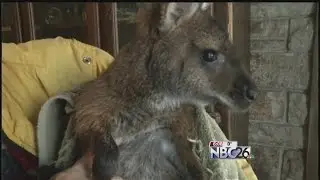 A Community Steps Up for the Petting Zoo in Shawano