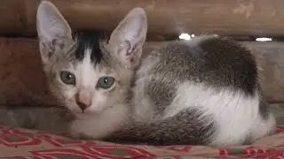 খুবই দুঃখের সাথে জানাচ্ছি আপনাদের বিড়লি ছানাদের একজন আজকে সকালে পরলোক গমন করেছে 😔