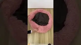 Animal Soft Bed Tutorial #shorts