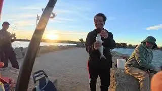 King Fisher in Mandurah