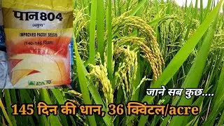 PAN 804 Jamuna। इसके आगे सब फेल। 145दीन।36 क्विंटल।