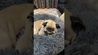 Pangpang the Pug snoring loud 😴 Dog sounds 😋 #shorts