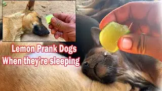 Lemon prank dogs when they are sleeping | Hul Chorhieng