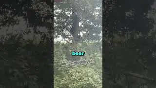 Bears Attack Family Backyard Caught On Camera