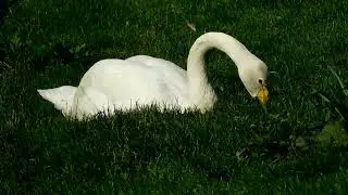 Whooper Swan