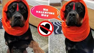 Roxy Join Bajrang Dal💪 || Valentine Day Special | Dog Can Talk Part 16 | Rottweiler Review Reloaded