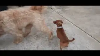 Nala,Luna y Curly