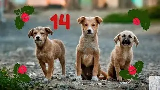 Adventskalender Hund 14 - Tipp: Eine tolle Leckerlitasche
